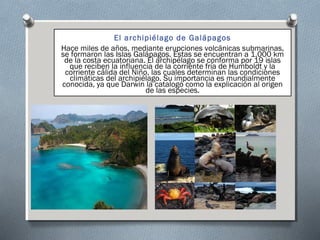 El archipiélago de Galápagos
Hace miles de años, mediante erupciones volcánicas submarinas,
se formaron las Islas Galápagos. Estas se encuentran a 1.000 km
de la costa ecuatoriana. El archipélago se conforma por 19 islas
que reciben la influencia de la corriente fría de Humboldt y la
corriente cálida del Niño, las cuales determinan las condiciones
climáticas del archipiélago. Su importancia es mundialmente
conocida, ya que Darwin la catalogó como la explicación al origen
de las especies.
 