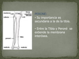 PERONE:
• Su importancia es
secundaria a la de la tibia.
• Entre la Tibia y Peroné se
extiende la membrana
interósea.
 