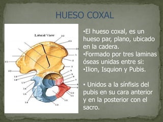 HUESO COXAL
•El hueso coxal, es un
hueso par, plano, ubicado
en la cadera.
•Formado por tres laminas
óseas unidas entre si:
•Ilion, Isquion y Pubis.
• Unidos a la sínfisis del
pubis en su cara anterior
y en la posterior con el
sacro.
 