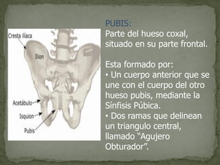 PUBIS:
Parte del hueso coxal,
situado en su parte frontal.
Esta formado por:
• Un cuerpo anterior que se
une con el cuerpo del otro
hueso pubis, mediante la
Sínfisis Púbica.
• Dos ramas que delinean
un triangulo central,
llamado “Agujero
Obturador”.
 