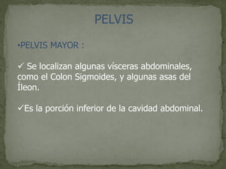 PELVIS
•PELVIS MAYOR :
 Se localizan algunas vísceras abdominales,
como el Colon Sigmoides, y algunas asas del
Íleon.
Es la porción inferior de la cavidad abdominal.
 