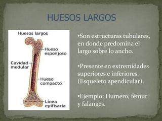 HUESOS LARGOS
•Son estructuras tubulares,
en donde predomina el
largo sobre lo ancho.
•Presente en extremidades
superiores e inferiores.
(Esqueleto apendicular).
•Ejemplo: Humero, fémur
y falanges.
 
