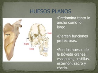 HUESOS PLANOS
•Predomina tanto lo
ancho como lo
largo.
•Ejercen funciones
protectoras.
•Son los huesos de
la bóveda craneal,
escapulas, costillas,
esternón, sacro y
cóccix.
 