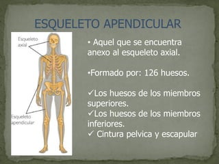 ESQUELETO APENDICULAR
• Aquel que se encuentra
anexo al esqueleto axial.
•Formado por: 126 huesos.
Los huesos de los miembros
superiores.
Los huesos de los miembros
inferiores.
 Cintura pelvica y escapular
 
