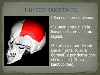 HUESOS PARIETALES
• Son dos huesos planos.
•Se unen entre si en la
línea media, en la sutura
sagital.
•Se articulan por delante
con el frontal (Cisura
Coronal) y por detrás con
el Occipital ( Cisura
Lambdoidea).
 