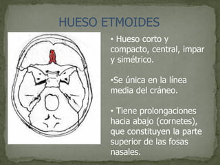 HUESO ETMOIDES
• Hueso corto y
compacto, central, impar
y simétrico.
•Se única en la línea
media del cráneo.
• Tiene prolongaciones
hacia abajo (cornetes),
que constituyen la parte
superior de las fosas
nasales.
 