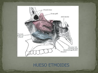 HUESO ETMOIDES
 