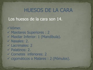 HUESOS DE LA CARA
Los huesos de la cara son 14.
Vómer.
 Maxilares Superiores : 2
 Maxilar Inferior: 1 (Mandíbula).
 Nasales: 2.
 Lacrimales: 2
 Palatinos: 2.
 Cornetes inferiores: 2
 cigomáticos o Malares : 2 (Pómulos).
 