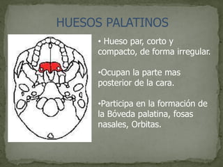 HUESOS PALATINOS
• Hueso par, corto y
compacto, de forma irregular.
•Ocupan la parte mas
posterior de la cara.
•Participa en la formación de
la Bóveda palatina, fosas
nasales, Orbitas.
 