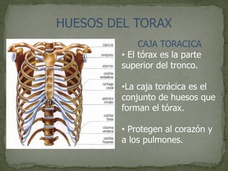 HUESOS DEL TORAX
CAJA TORACICA
• El tórax es la parte
superior del tronco.
•La caja torácica es el
conjunto de huesos que
forman el tórax.
• Protegen al corazón y
a los pulmones.
 