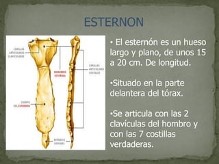 ESTERNON
• El esternón es un hueso
largo y plano, de unos 15
a 20 cm. De longitud.
•Situado en la parte
delantera del tórax.
•Se articula con las 2
clavículas del hombro y
con las 7 costillas
verdaderas.
 
