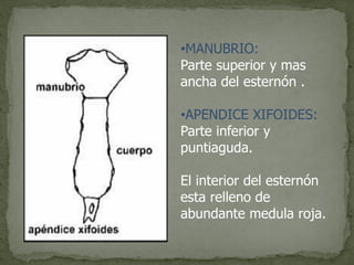 •MANUBRIO:
Parte superior y mas
ancha del esternón .
•APENDICE XIFOIDES:
Parte inferior y
puntiaguda.
El interior del esternón
esta relleno de
abundante medula roja.
 