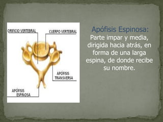 Apófisis Espinosa:
Parte impar y media,
dirigida hacia atrás, en
forma de una larga
espina, de donde recibe
su nombre.
 