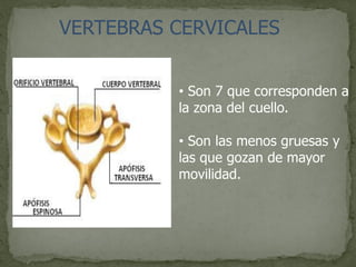 VERTEBRAS CERVICALES
• Son 7 que corresponden a
la zona del cuello.
• Son las menos gruesas y
las que gozan de mayor
movilidad.
 