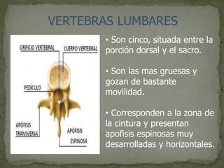 VERTEBRAS LUMBARES
• Son cinco, situada entre la
porción dorsal y el sacro.
• Son las mas gruesas y
gozan de bastante
movilidad.
• Corresponden a la zona de
la cintura y presentan
apofisis espinosas muy
desarrolladas y horizontales.
 