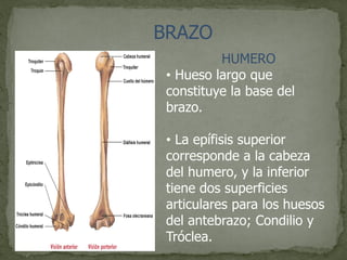 BRAZO
HUMERO
• Hueso largo que
constituye la base del
brazo.
• La epífisis superior
corresponde a la cabeza
del humero, y la inferior
tiene dos superficies
articulares para los huesos
del antebrazo; Condilio y
Tróclea.
 