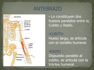 ANTEBRAZO
• Lo constituyen dos
huesos paralelos entre si,
Cubito y Radio.
•CUBITO:
Hueso largo, se articula
con el condilio humeral.
•RADIO :
Dispuesto paralelo al
cubito, se articula con la
tróclea humeral.
 