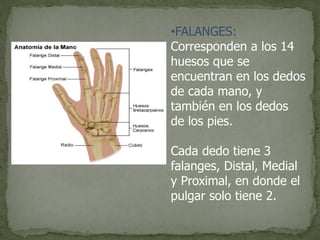 •FALANGES:
Corresponden a los 14
huesos que se
encuentran en los dedos
de cada mano, y
también en los dedos
de los pies.
Cada dedo tiene 3
falanges, Distal, Medial
y Proximal, en donde el
pulgar solo tiene 2.
 