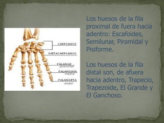 Los huesos de la fila
proximal de fuera hacia
adentro: Escafoides,
Semilunar, Piramidal y
Pisiforme.
Los huesos de la fila
distal son, de afuera
hacia adentro, Trapecio,
Trapezoide, El Grande y
El Ganchoso.
 