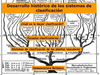 Escuelas clasificatorias
¿Cuál es la mejor clasificación?
Desarrollo histórico de los sistemas de
clasificación
Sistemas de clasificación de las plantas vasculares
Nomenclatura Botánica
 