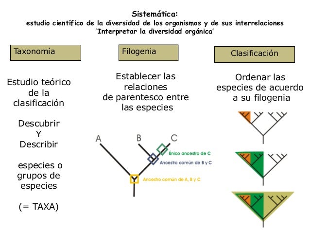 sistemas de clasificacion-nomeclatura botanica