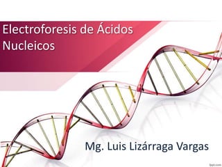 Electroforesis de Ácidos
Nucleicos
Mg. Luis Lizárraga Vargas
 