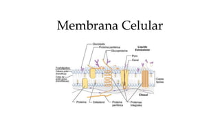 Membrana Celular
 