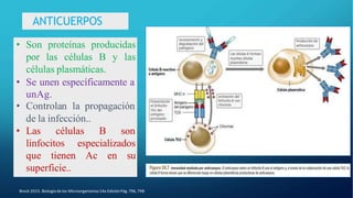 ANTICUERPOS
• Son proteínas producidas
por las células B y las
células plasmáticas.
• Se unen específicamente a
unAg.
• Controlan la propagación
de la infección..
• Las células B son
linfocitos especializados
que tienen Ac en su
superficie..
Brock 2015. Biología de los Microorganismos14a EdiciónPág.796, 798
 