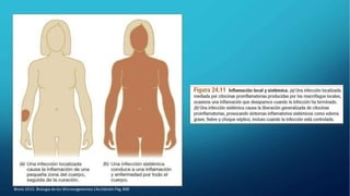 Brock 2015. Biología de los Microorganismos14a Edición Pág.800
 