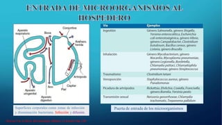 Superficies corporales como zonas de infección
y diseminación bacteriana. Infección y difusión.
Puerta de entrada de los microorganismos
Murray P et al 2014. Microbiología Médica 7a Edición Pág. 139
 