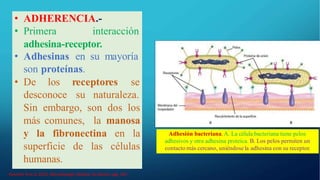 • ADHERENCIA.-
• Primera interacción
adhesina-receptor.
• Adhesinas en su mayoría
son proteínas.
• De los receptores se
desconoce su naturaleza.
Adhesión bacteriana. A. La célula bacteriana tiene pelos
adhesivos y otra adhesina proteica. B. Los pelos permiten un
contacto más cercano, uniéndosela adhesina con su receptor.
Sin embargo, son dos los
más comunes, la manosa
y la fibronectina en la
superficie de las células
humanas.
Kenneth R et al 2010. Microbiología Medica 5a Edición pág. 301
 