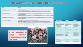 Brock 2015. Biología de los Microorganismos 14a Edición Pág. 775; Murray P et al 2014. Microbiología Médica 7a Edición Pág. 140
Se muestran las pilosidades
de una microcolonia de
Neisseria gonorrhoeae,
extendiéndose y uniéndose a
las microvellosidades de una
célula epitelial
 