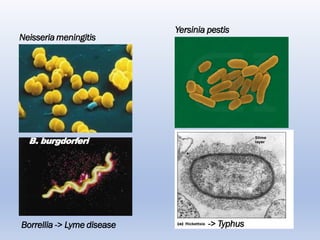 Yersinia pestis
Neisseria meningitis
B. burgdorferi
Borrellia -> Lyme disease -> Typhus
 