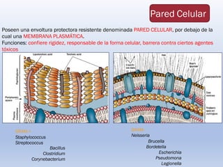 GRAM -
Neisseria
Brucella
Bordetella
Escherichia
Pseudomona
Legionella
Poseen una envoltura protectora resistente denominada PARED CELULAR, por debajo de la
cual una MEMBRANA PLASMÁTICA.
Funciones: confiere rigidez, responsable de la forma celular, barrera contra ciertos agentes
tóxicos
Pared Celular
GRAM +
Staphylococcus
Streptococcus
Bacillus
Clostridium
Corynebacterium
 