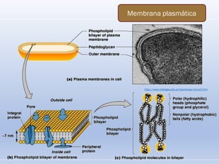 Membrana plasmática
http://www.biologia.edu.ar/bacterias/micro2.htm
 
