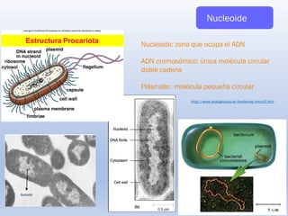 Nucleoide: zona que ocupa el ADN
ADN cromosómico: única molécula circular
doble cadena
Plásmido: molécula pequeña circular
Nucleoide
http://www.biologia.edu.ar/bacterias/micro2.htm
Estructura Procariota
 