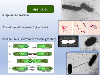 •Flagelos (locomoción)
•Fímbrias o pilis comunes (adherencia)
•Pilis sexuales (intercambio material genético)
http://www.biologia.edu.ar/bacterias/micro5.htm
Apéndices
 