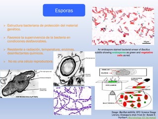 ➢ Estructura bacteriana de protección del material
genético.
➢ Favorece la supervivencia de la bacteria en
condiciones desfavorables.
➢ Resistente a radiación, temperatura, enzimas,
desinfectantes químicos.
➢ No es una célula reproductora.
Image: Bacillus subtilis, SPO Science Image
Library, Endospore stain from Dr. Ronald E.
Hurlbert, Microbiology 101 lab manual
An endospore stained bacterial smear of Bacillus
subtilis showing endospores as green and vegetative
cells as red.
Esporas
 