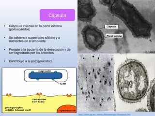 • Cáspsula viscosa en la parte externa
(polisacáridos)
• Se adhiere a superficies sólidas y a
nutrientes en el ambiente
• Protege a la bacteria de la desecación y de
ser fagocitada por los linfocitos
• Contribuye a la patogenicidad.
http://www.ugr.es/~eianez/Microbiologia/04capsula.htm
Cápsula
 