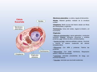 Núcleo
Membrana
plasmática
Citoplasma
Centrosoma
Orgánulos
celulares
•Membrana plasmática. La aísla y regula el intercambio.
•Núcleo. Material genético rodeado de la envoltura
nuclear.
•Citoplasma. Medio acuoso del interior celular con fibras
del citoesqueleto y orgánulos.
•Centrosoma. Cerca del núcleo, regula la división y el
movimiento.
•Orgánulos:
✓Retículo endoplasmático: sacos aplanados y conductos
tubulares (Rugoso: adosados ribosomas y sintetiza
proteinas, Liso: carece de ellos y sintetiza lípidos).
✓Aparato de Golgi: cisternas apiladas y planas. Acumula
y exporta al exterior sustancias del retículo
endoplasmático.
Fabrica las
Respiración
Golgi, con
✓Ribosomas: Con ARN y proteinas.
proteinas.
✓Mitocondrias: Con doble membrana.
celular y obtención de energía.
✓Lisosomas: vesículas procedentes de
enzimas hidrolíticas.
✓Vacuolas: vesículas que acumulan sustancias.
Célula
Eucariota
 