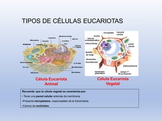 TIPOS DE CÉLULAS EUCARIOTAS
Célula Eucariota
Animal
Célula Eucariota
Vegetal
Recuerda: que la célula vegetal se caracteriza por:
• Tener una pared celular además de membrana
•Presenta cloroplastos, responsables de la fotosíntesis
•Carece de centriolos.
 