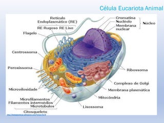 Célula Eucariota Animal
http://biologiaenlaup.wikispaces.com/Tareas+5o+B
 