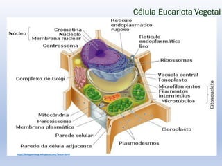 Célula Eucariota Vegetal
http://biologiaenlaup.wikispaces.com/Tareas+5o+B
 