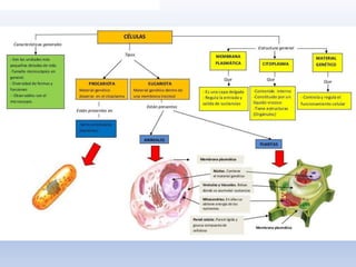 Clase 2. La Célula.pptpptpptpptpptpptpdf