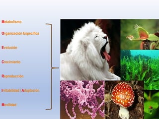 Metabolismo
Organización Específica
Evolución
Crecimiento
Reproducción
Irritabilidad / Adaptación
Movilidad
 