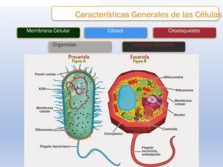 Características Generales de las Células
Membrana Celular Citosol Citoesqueleto
Organelas Material Genético
 