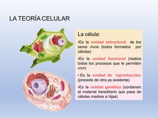 LA TEORÍA CELULAR
La célula:
•Es la unidad estructural de los
seres vivos (todos formados por
células)
•Es la unidad funcional (realiza
todos los procesos que le permiten
vivir)
• Es la unidad de reproducción
(procede de otra ya existente)
•Es la unidad genética (contienen
el material hereditario que pasa de
células madres a hijas)
 