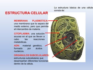 ESTRUCTURA CELULAR
La estructura básica de una célula
consta de:
MEMBRANA PLASMÁTICA:
una membrana que la separa del
medio externo, pero que permite
el intercambio de materia.
CITOPLASMA: una solución
acuosa en el que se llevan a
cabo las reacciones
metabólicas.
genético,
ácidos
ADN: material
formado por
nucleicos.
ORGÁNULOS SUBCELULARES:
estructuras subcelulares que
desempeñan diferentes funciones
dentro de la célula.
 
