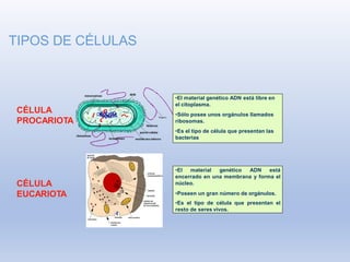 TIPOS DE CÉLULAS
CÉLULA
PROCARIOTA
•El material genético ADN está libre en
el citoplasma.
•Sólo posee unos orgánulos llamados
ribosomas.
•Es el tipo de célula que presentan las
bacterias
CÉLULA
EUCARIOTA
•El material genético ADN está
encerrado en una membrana y forma el
núcleo.
•Poseen un gran número de orgánulos.
•Es el tipo de célula que presentan el
resto de seres vivos.
 