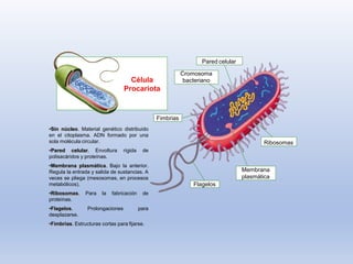 Célula
Procariota
Pared celular
Membrana
plasmática
Cromosoma
bacteriano
Ribosomas
Flagelos
Fimbrias
•Sin núcleo. Material genético distribuido
en el citoplasma. ADN formado por una
sola molécula circular.
•Pared celular. Envoltura rígida de
polisacáridos y proteínas.
•Membrana plasmática. Bajo la anterior.
Regula la entrada y salida de sustancias. A
veces se pliega (mesosomas, en procesos
metabólicos).
•Ribosomas. Para la fabricación de
proteínas.
•Flagelos. Prolongaciones para
desplazarse.
•Fimbrias. Estructuras cortas para fijarse.
 